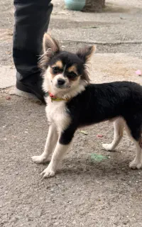 سگ بازیگوش شیواوا