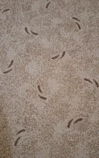 موکت 12 متری پالاز