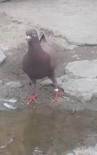 کبوتر نسل دار