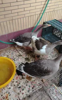 غاز نرو ماده 5 ماهه