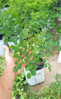 نهال مورینگا مفیدترین گیاه کره زمین(درخت معجزه)