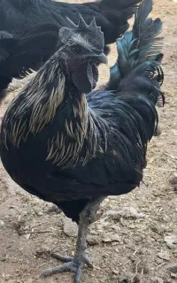 خروس ایام سمانی میدان مدخل