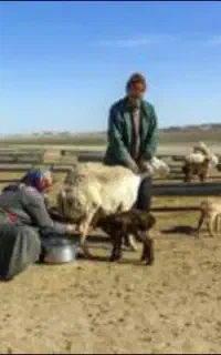 نیازمند چوپان همراه با خانواده با حقوق عال.ی