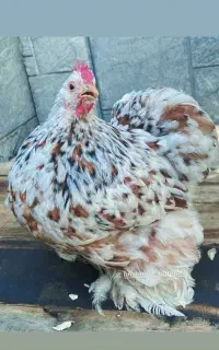 تخم مرغ نطفه دار ردمتلد وارداتی