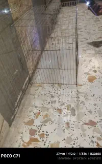 قفس