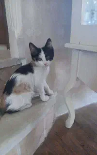 واگذار 2 گربه ناز