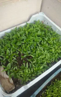 فروش انواع تولکی