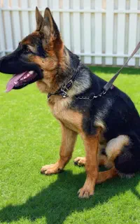 سگ .آموزش و پانسیون تخصصی سگ در یزد با تضمین