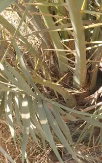 پاجوش زاهدی و برحی