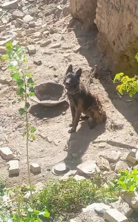 سگ ژرمن