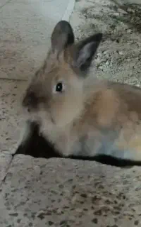 خرگوش