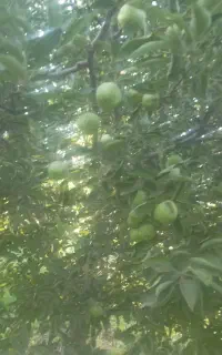 اجاره باغ سیب سفیدوقرمز بدون لکه سیاه