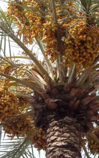 خرمای زاهدی