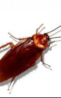 سم پاشی انواع حشرات و جونده های موزی