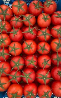 آبگیری گوجه
