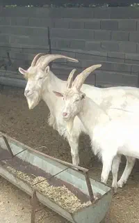 نر بز سانن اصیل