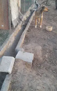 سگ نگهبان دهان پاک