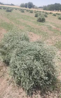 یونجه