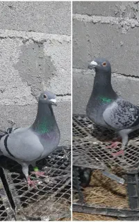 کبوتر