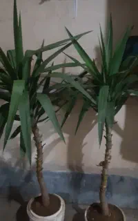 یوکا سرحال وشاداب