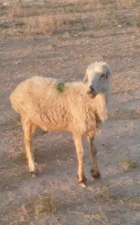فروش فوری میش آبستن سه ماهه وزن میش۴۵کیلو