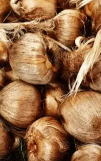 پیاز زعفران درجه یک