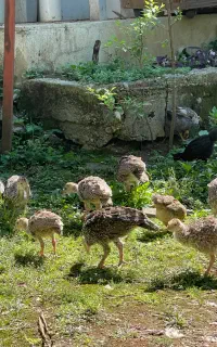 فروش جوجه بوقلمون ۶۰ روزه