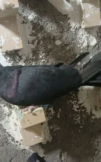 کیف کفش