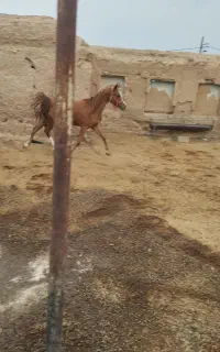 فروش اسب جوان اصیل