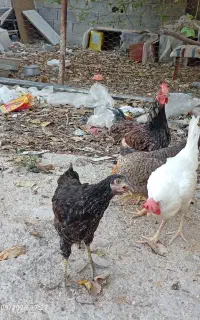 مرغ