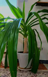 گل اشک مریم نمایشگاهی