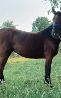 اسب مادیان ۶ساله