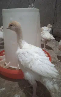 جوجه بوقلمون بیوتی 1ماهه