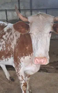 گاو سمینتال محلی