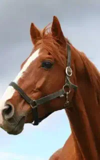 خرید و فروش اسب