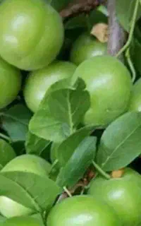 ارایه  نهال میوه دوساله کیسه پرس