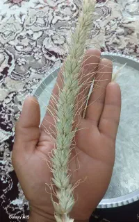 بذر گندم رقم لارسین