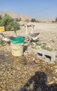 غوغاز اوکراینی