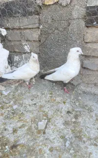 کبوتر