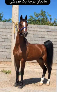 اسب