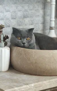 گربه