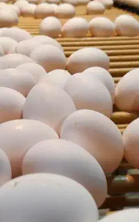 کارگر خانم بسته بندی تخم مرغ