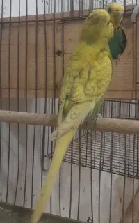 جفت مرغ عشق زیبا