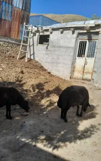 قوچ قره