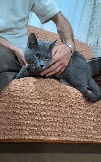 گربه اسکاتیش بلو