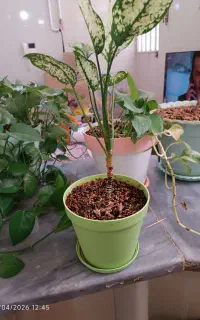 فروش گل پتوس