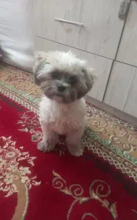 توله سه ماهه