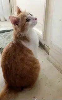 گربه