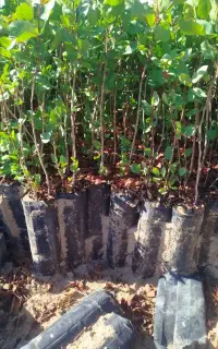 فروش نهال پسته و نهال پسته پیوندی