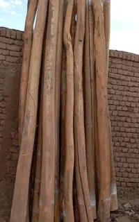 حرس درختان وچوب